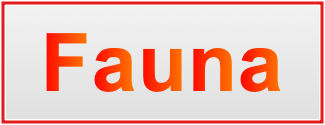 Image of the name Fauna