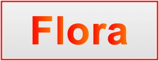 Image of the name Flora